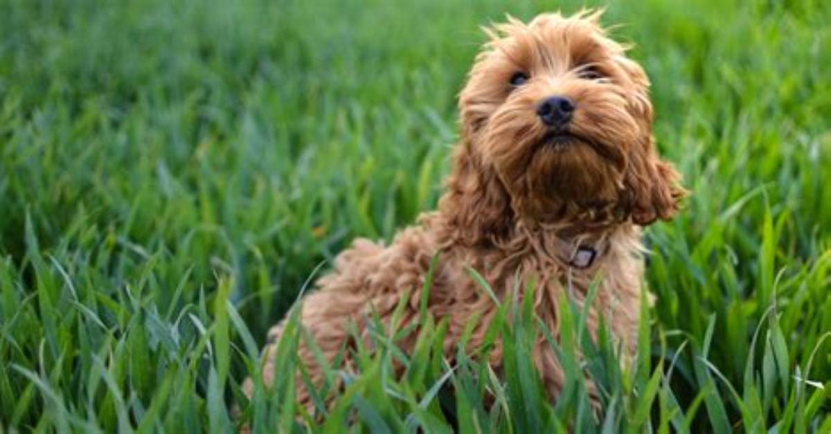 Why Was the Cockapoo Breed?