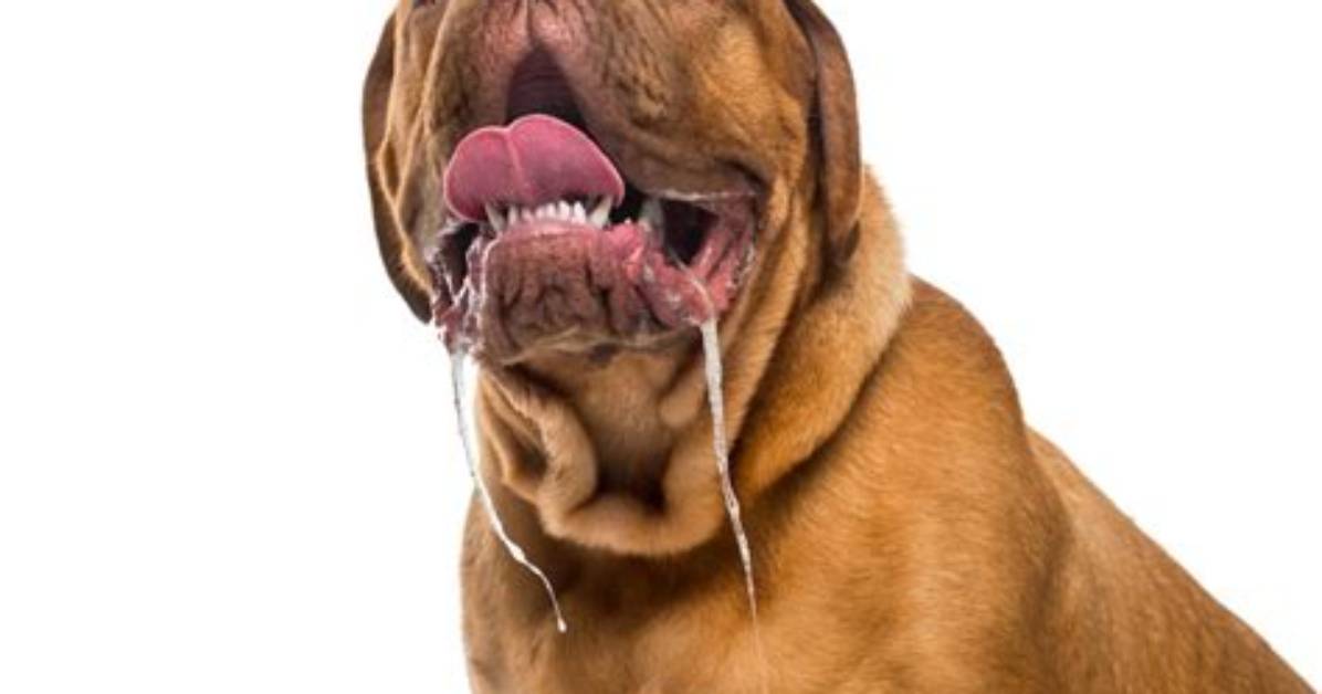 Why Would a Dog Be Drooling?