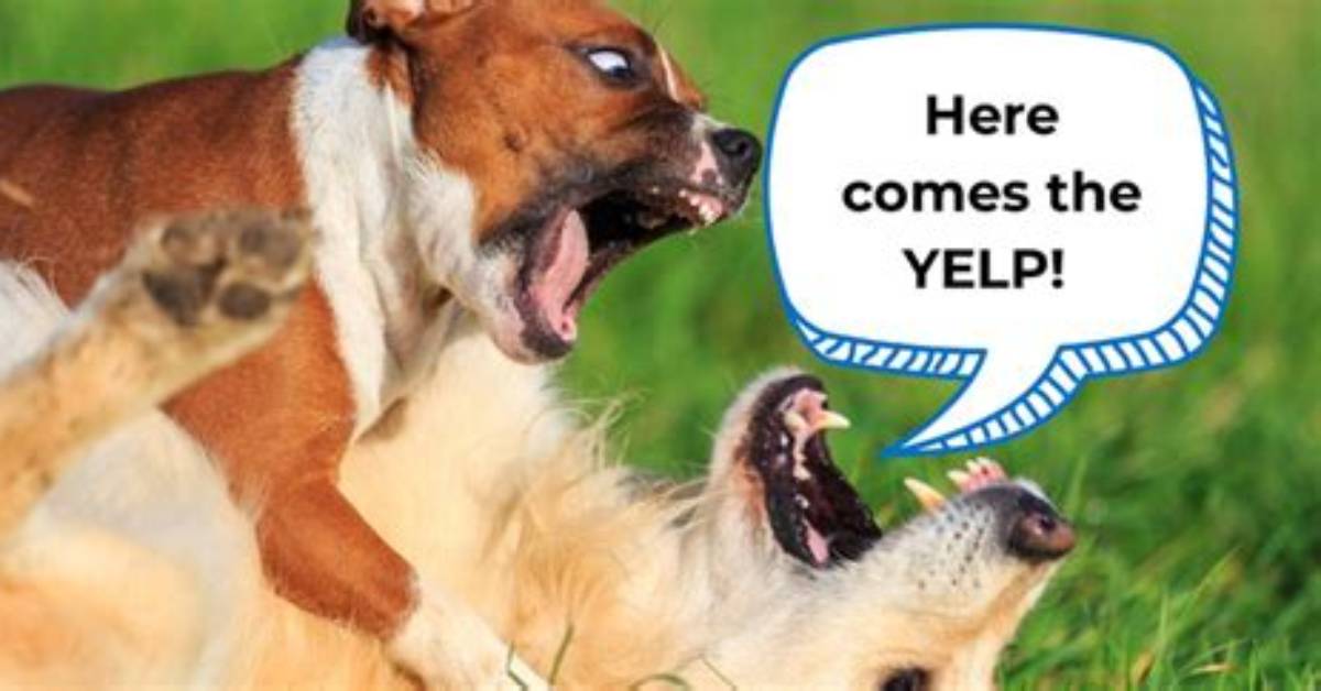Why Would a Dog Yelp?