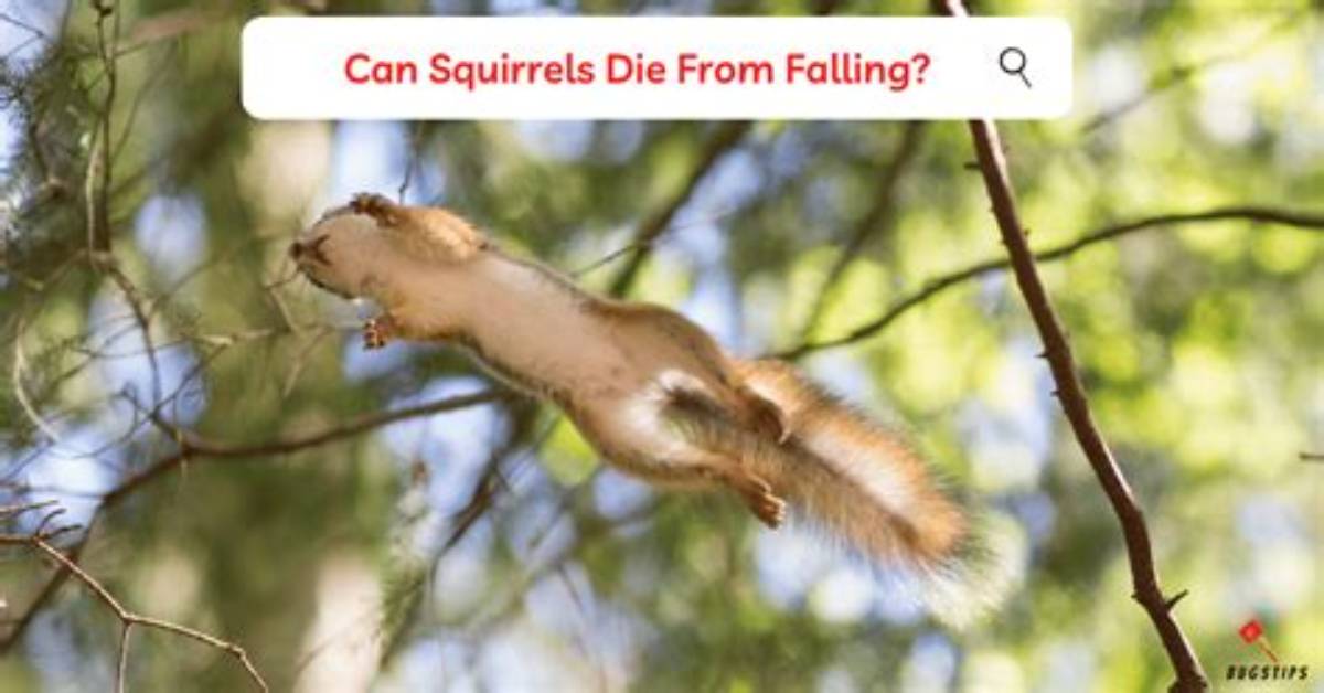 Why Would a Squirrel Die