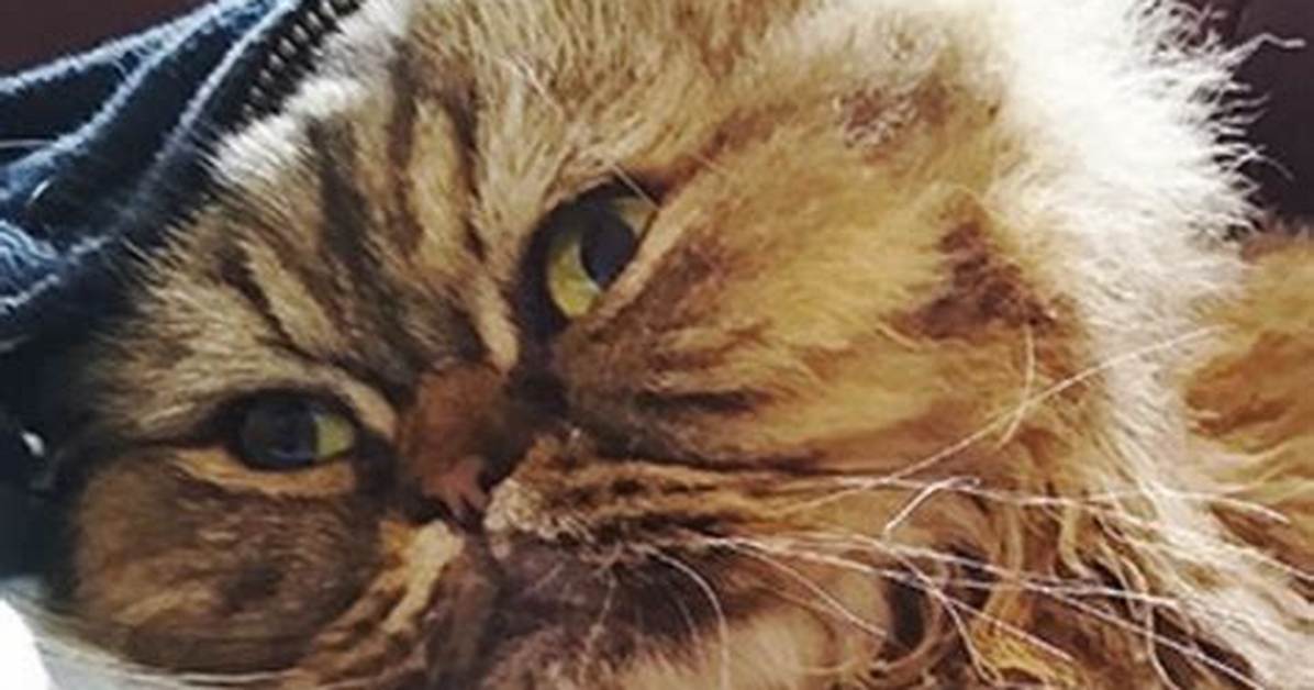 Why Would Cat Pee on You