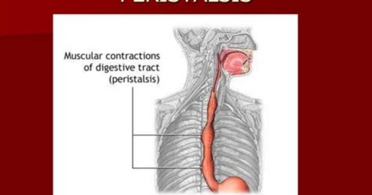 Why Would Peristalsis Stop?
