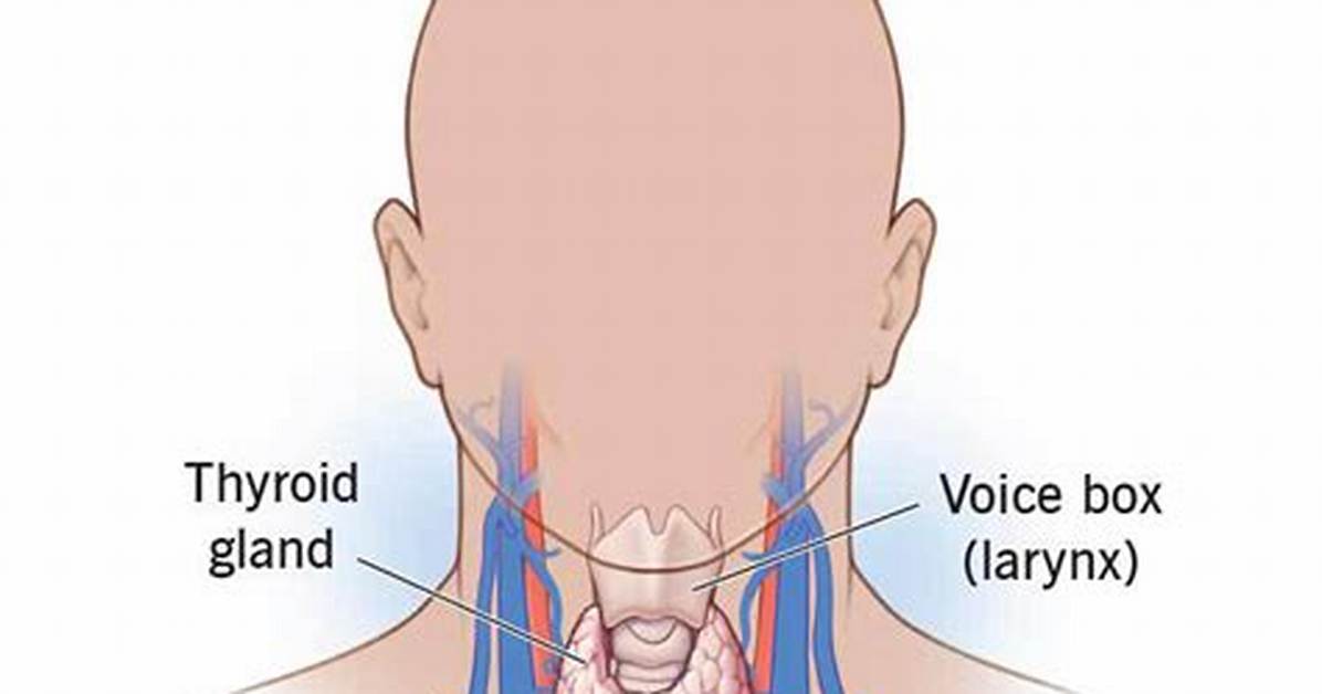 Why Would You Need a Parathyroidectomy?
