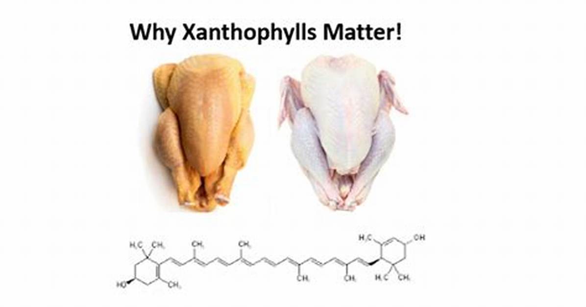 Why Xanthophylls Are Important?