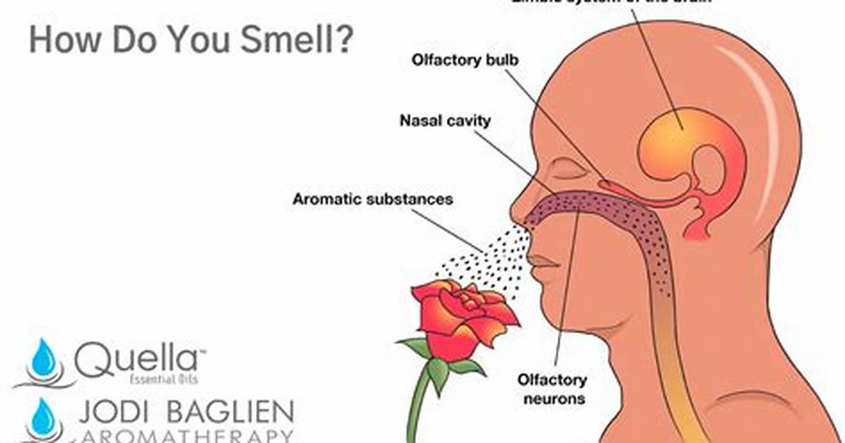 Why You Like the Smell of Your Own Farts