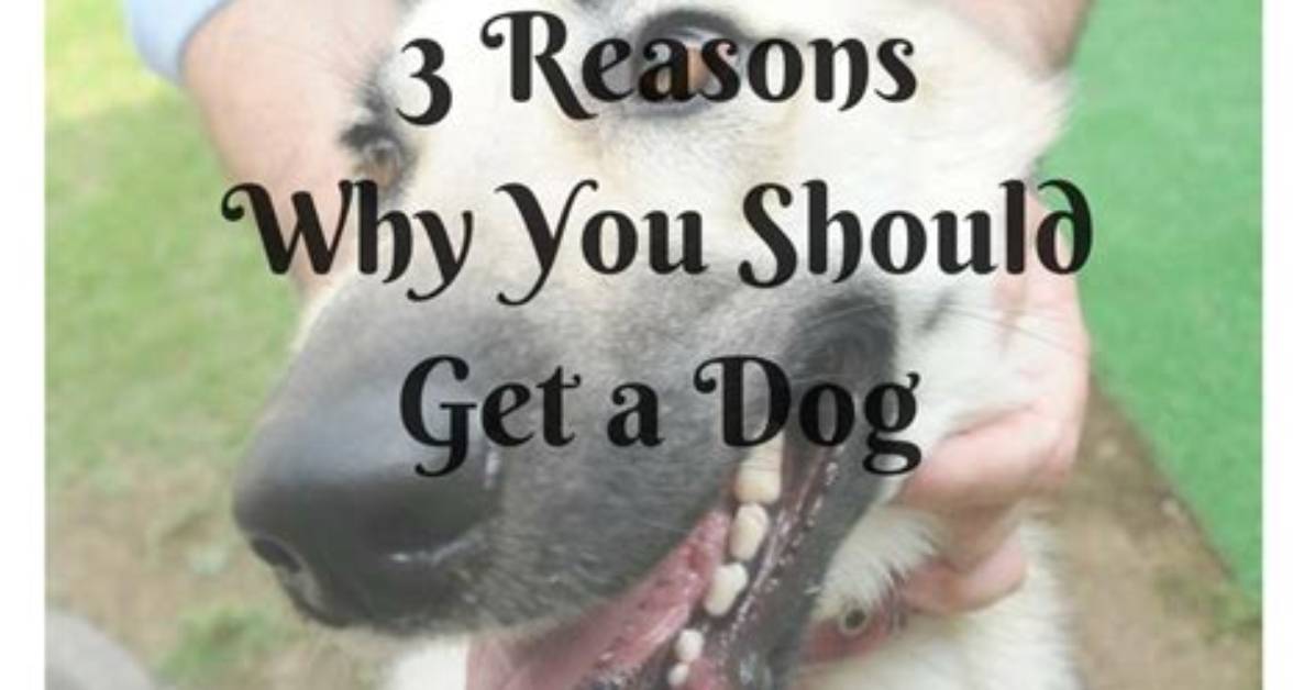 Why You Should Get a Dog?