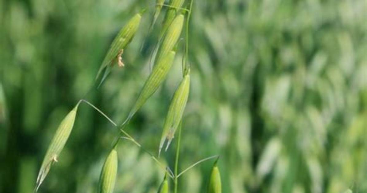 Wild Oat Helps to Choose Right Life, Right Goal and Right Remedy