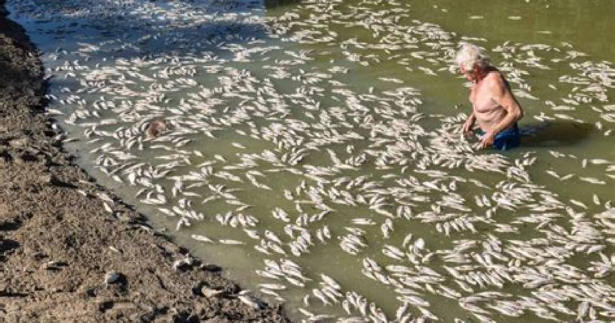 Will 24D Kill Fish