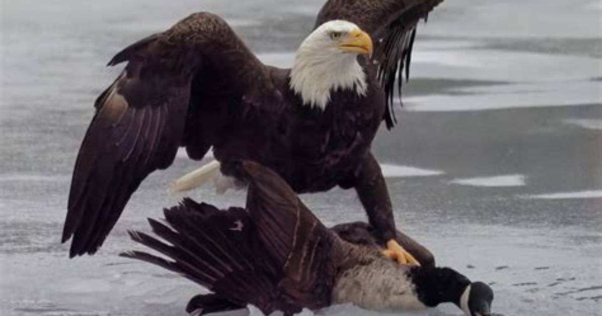 Will a Bald Eagle Attack a Hawk?