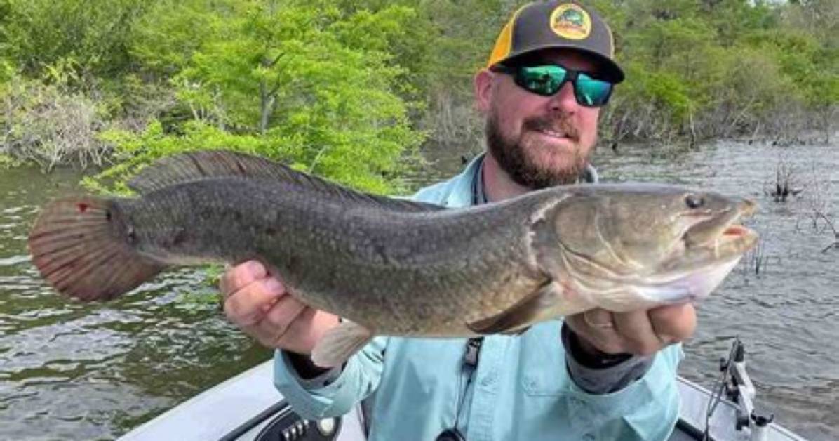 Will a Bowfin Bite You?