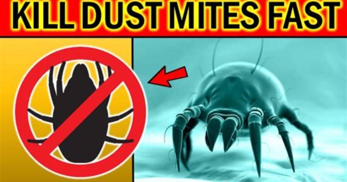 Will a Bug Bomb Kill Dust Mites