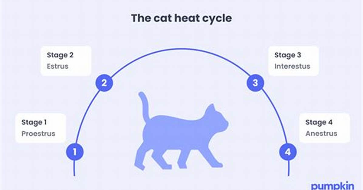 Will a Cat Go into a Fire