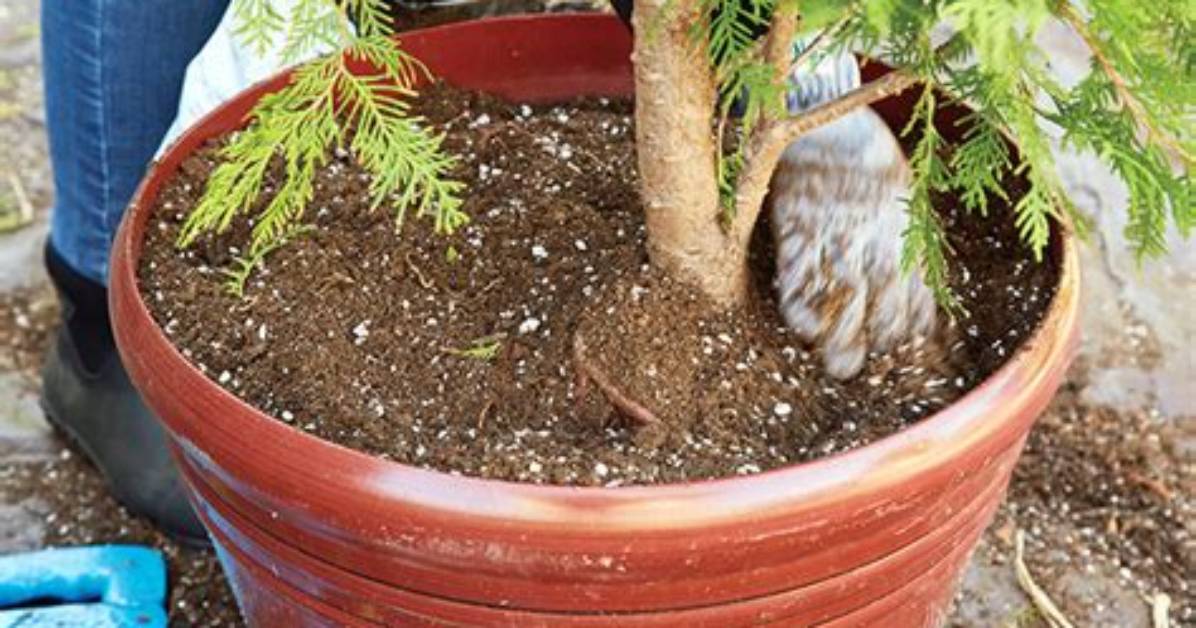 Will a Christmas Tree Reroot?