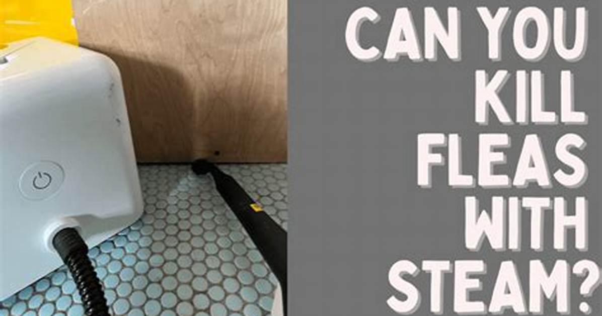 Will a Clothes Steamer Kill Fleas?