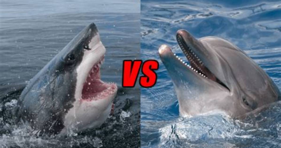 Will a Dolphin Kill a Shark?