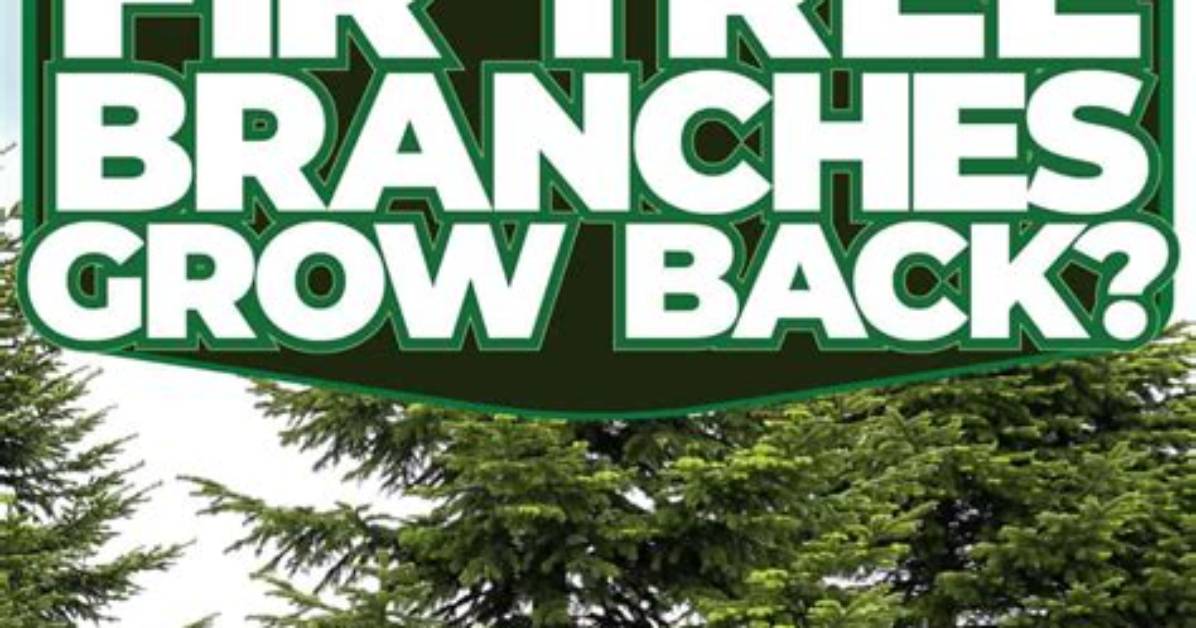 Will a Fir Tree Grow Back?