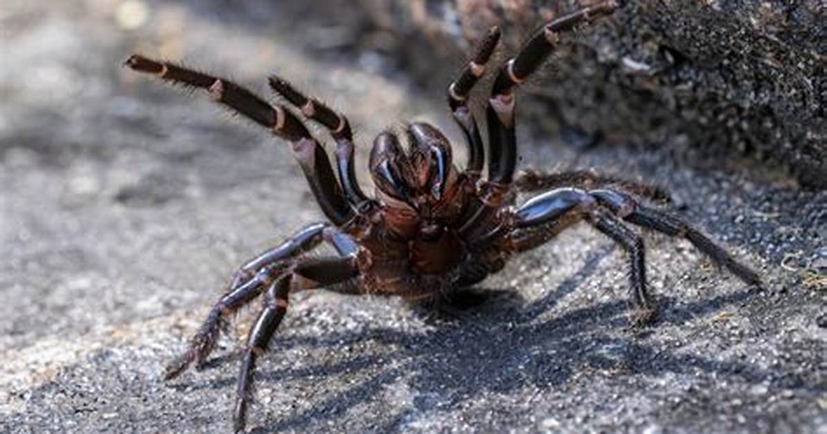 Will a Funnel Web Spider Kill You?