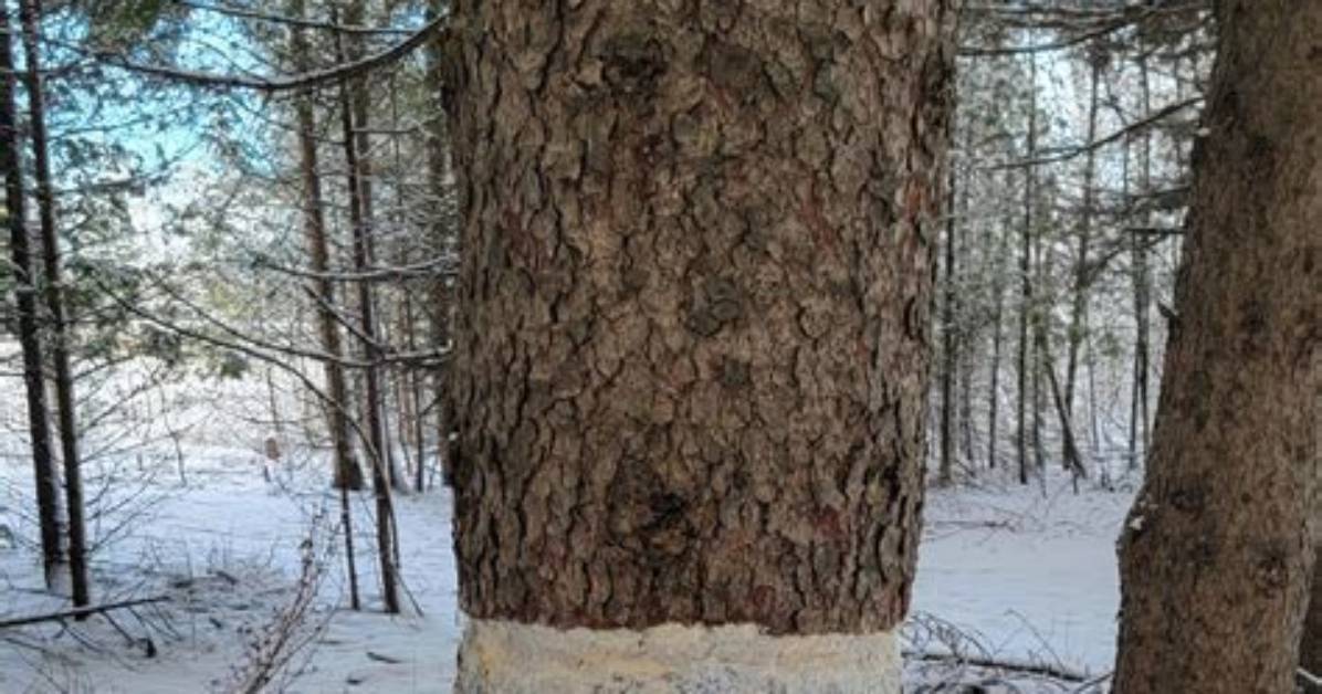 Will a Girdled Tree Fall?