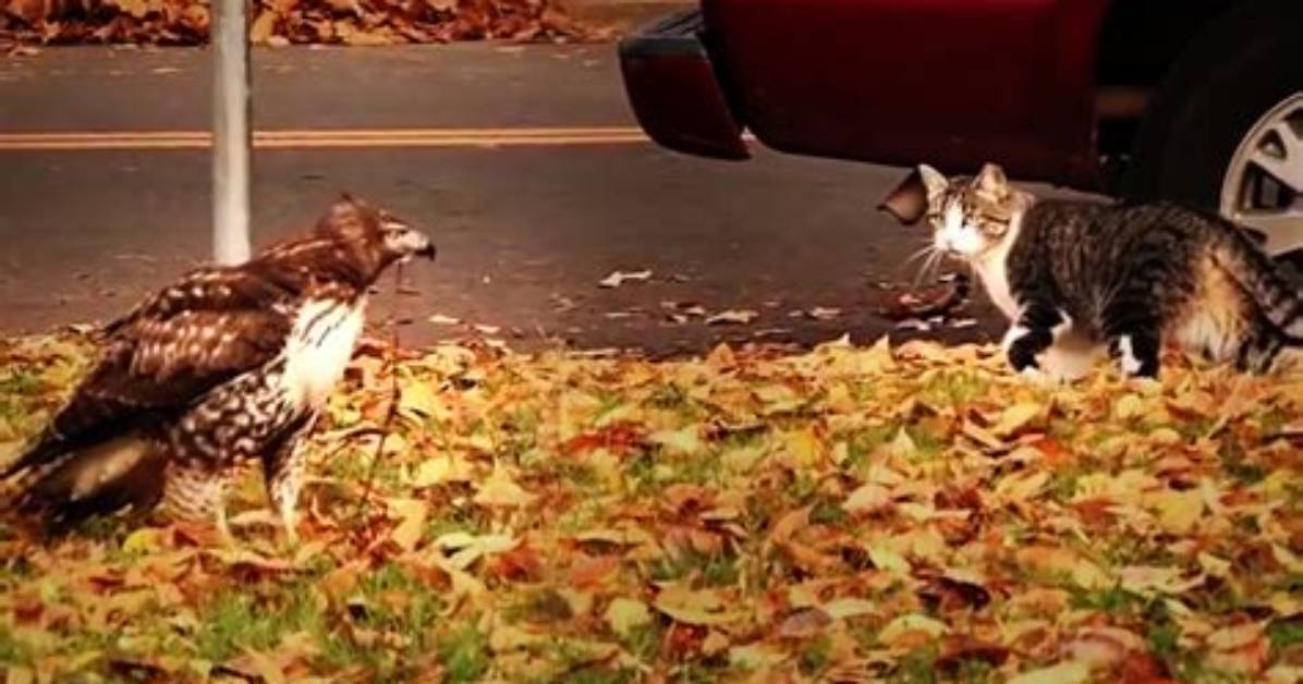 Will a Hawk Go After a Cat