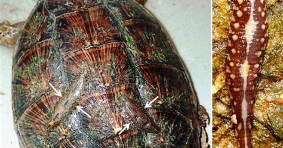 Will a Leech Kill a Turtle?
