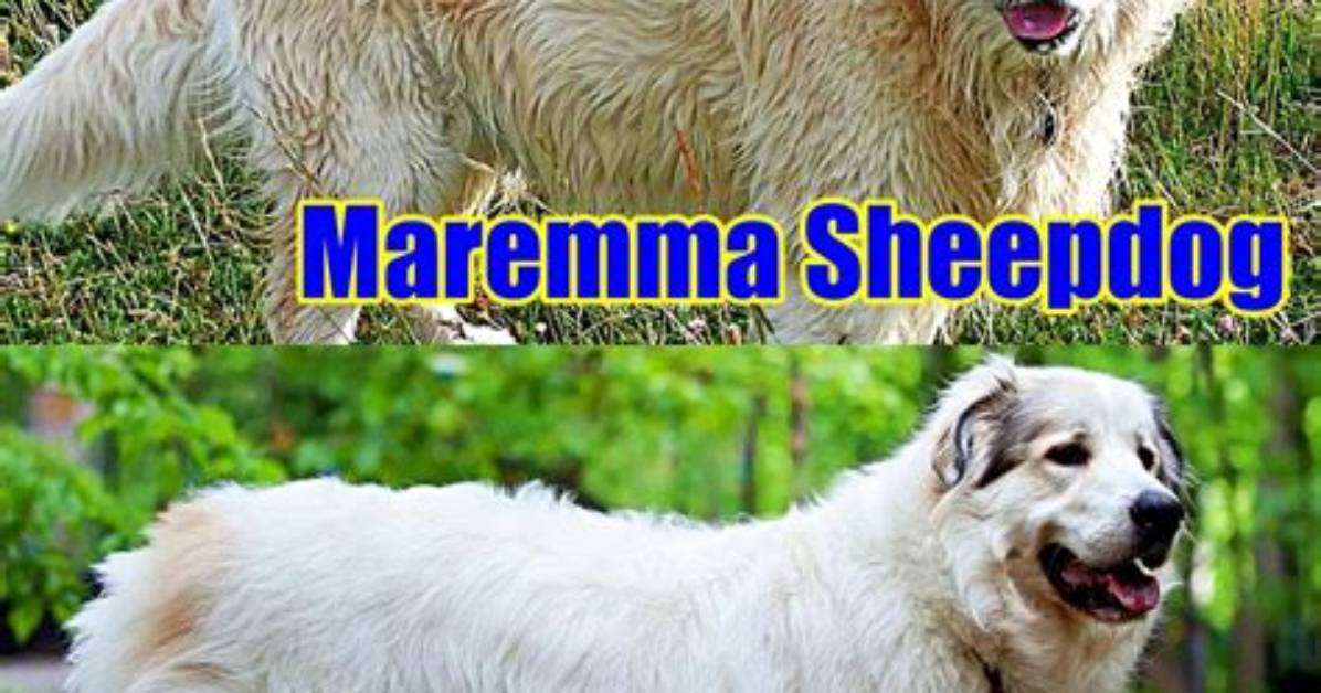 Will a Maremma Attack?