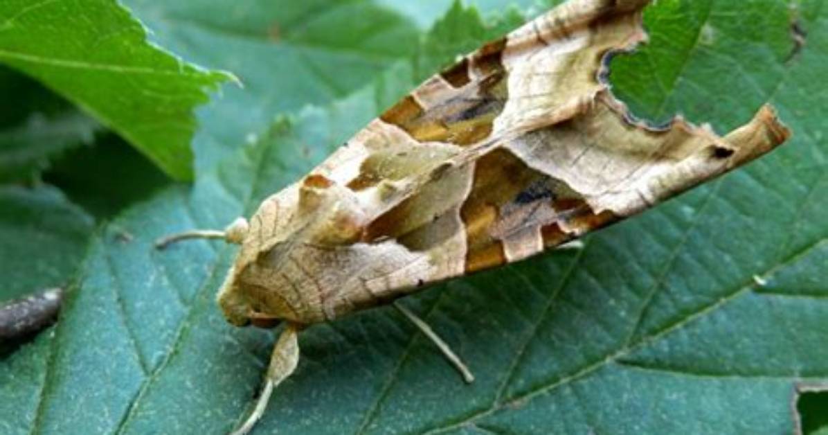 Will a Moth Hurt You?