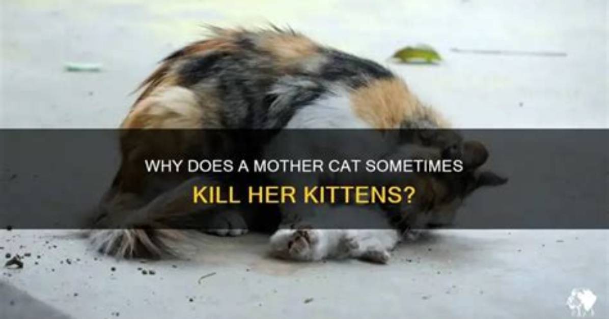 Will a Mother Cat Kill a Sick Kitten?