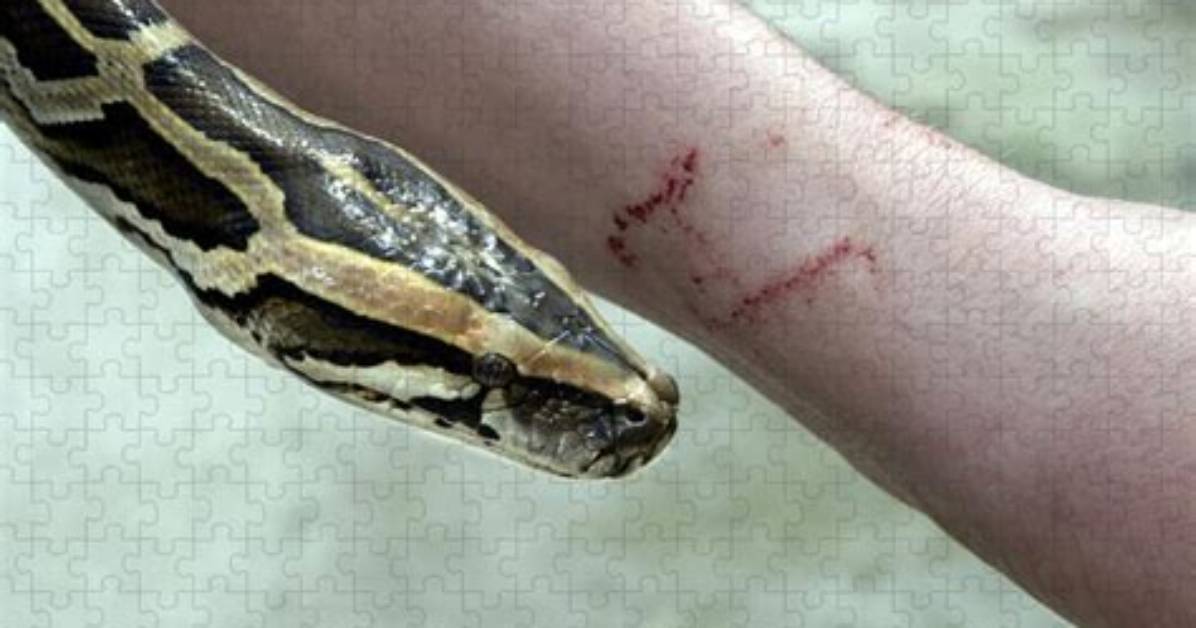 Will a Pet Ball Python Bite?