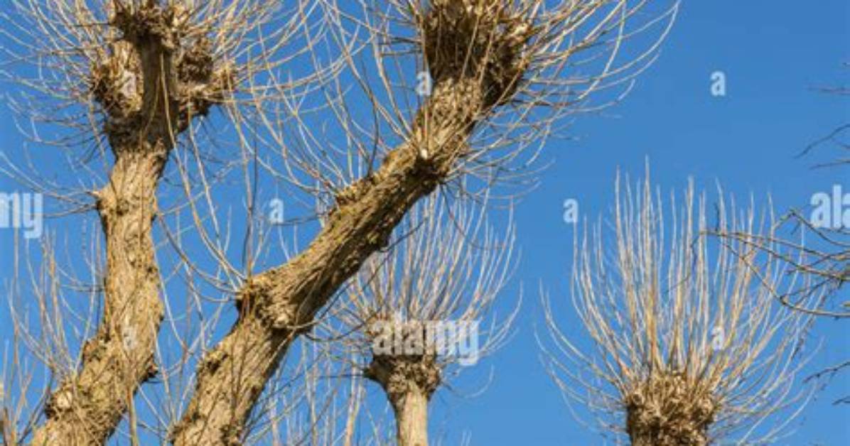 Will a Pollarded Tree Grow Back?
