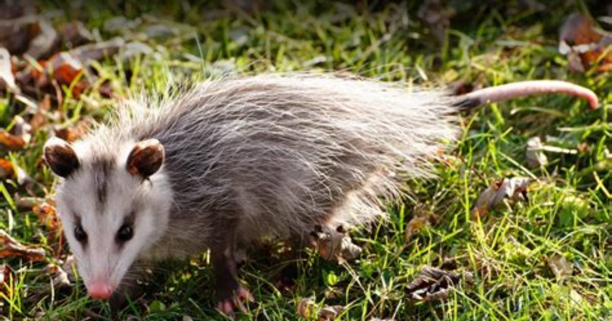 Will a Possum Kill a Full Grown Chicken?