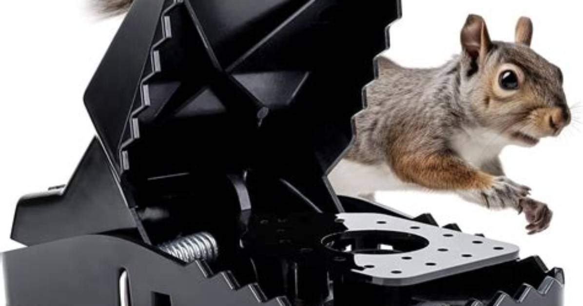 Will a Rat Trap Kill a Squirrel
