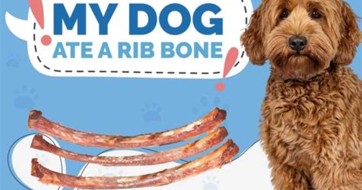 Will a Rib Bone Hurt a Dog?