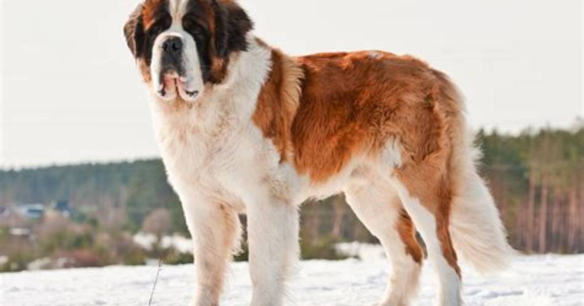 Will a Saint Bernard Protect You?