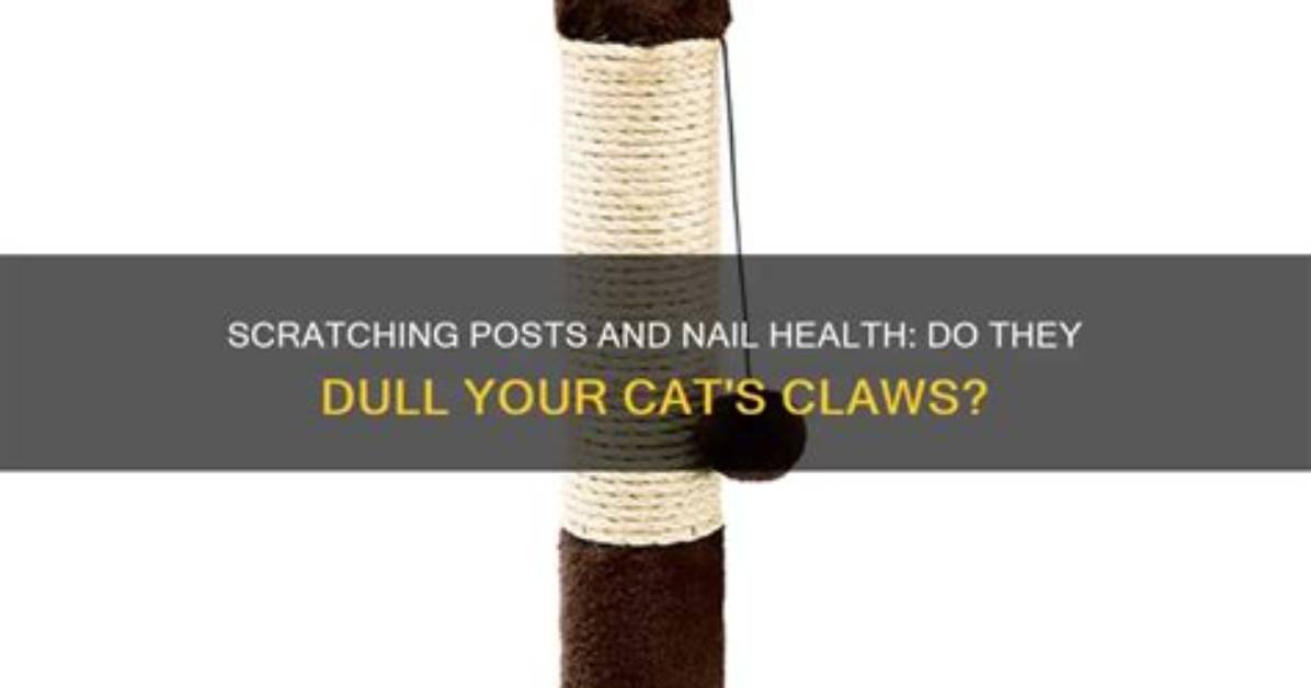 Will a Scratching Post Dull Cat's Nails?