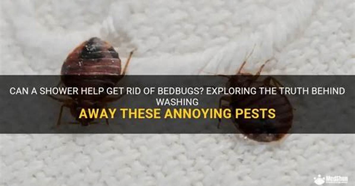 Will a Shower Wash off Bed Bugs?