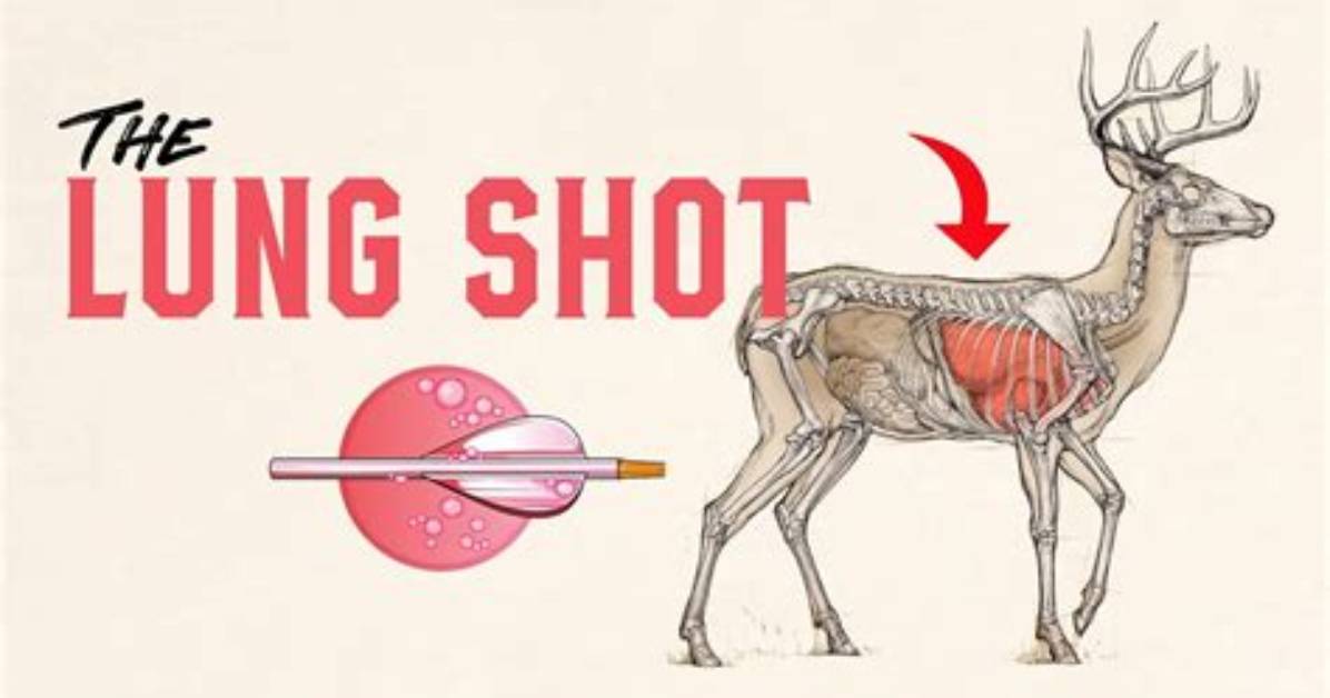 Will a Single Lung Shot Kill a Deer?