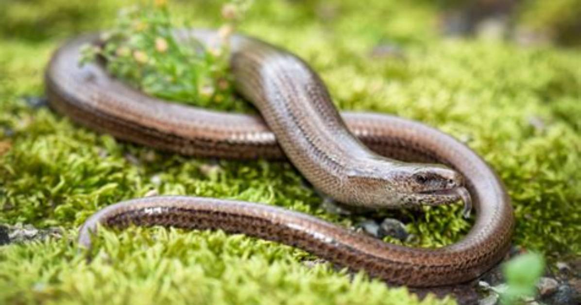 Will a Slow Worm Eat?