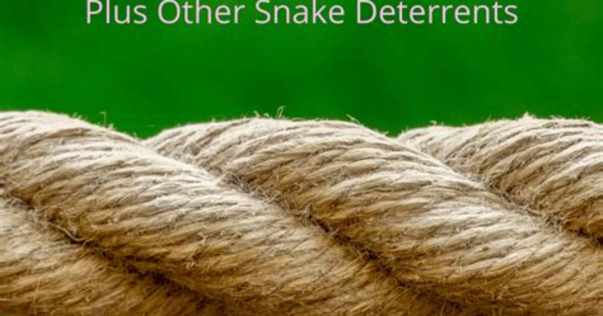Will a Snake Cross a Braided Rope?