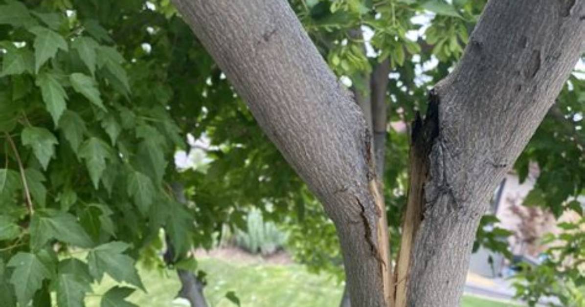 Will a Snapped Branch Heal?