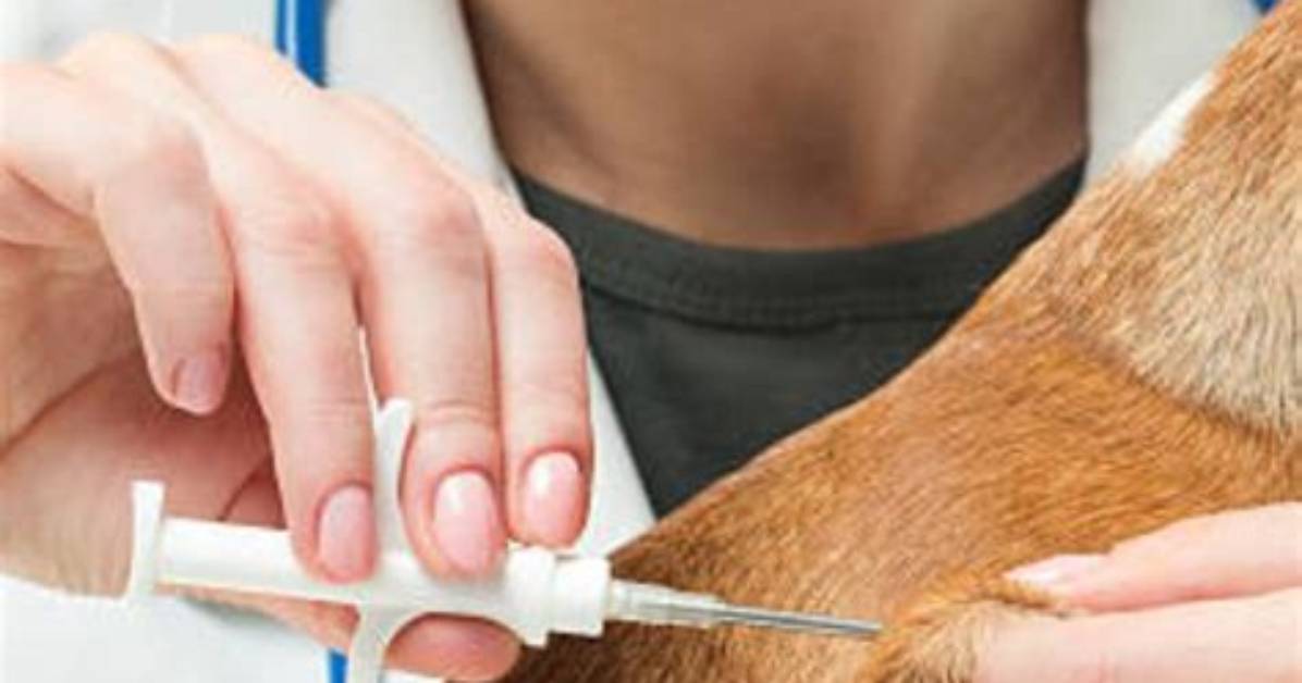 Will a Vet Remove a Microchip?