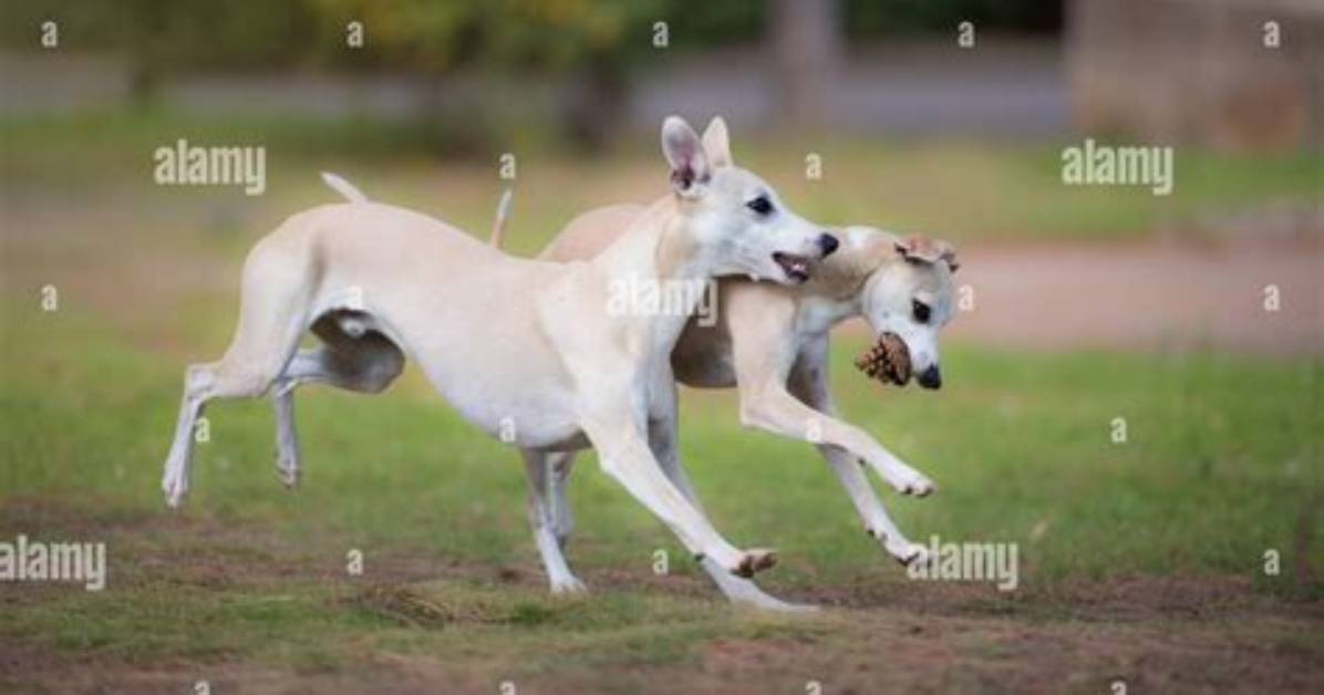 Will a Whippet Play Fetch?