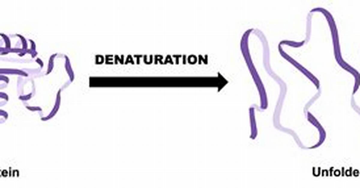 Will Acids Denature Proteins?