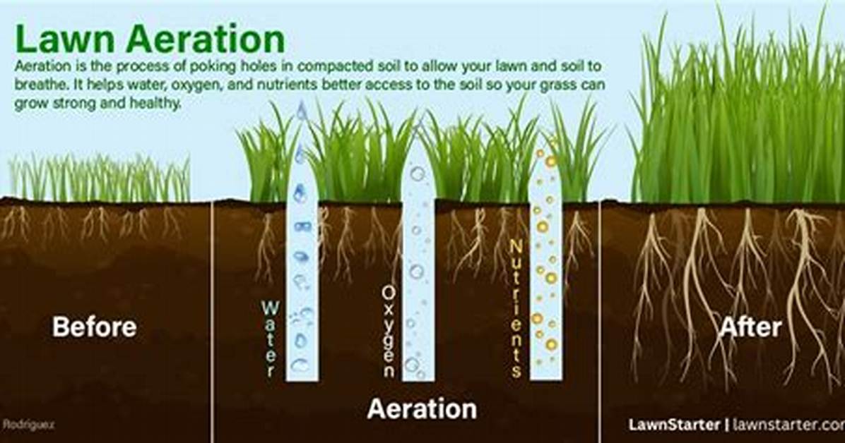 Will Aeration Help with Moss?