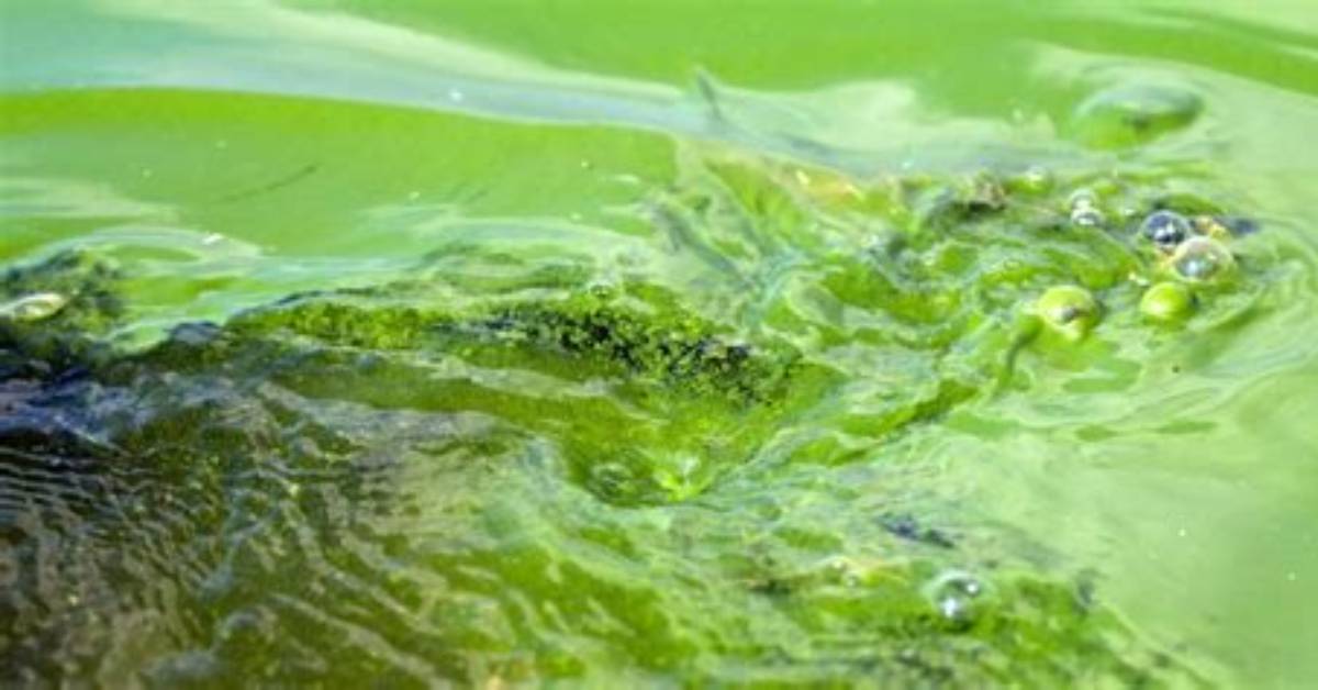 Will Algae Grow in Shade?