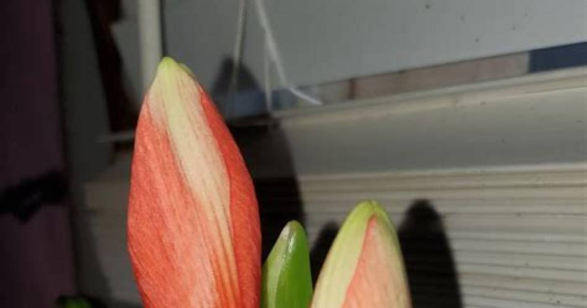 Will Amaryllis Bloom a Second Time