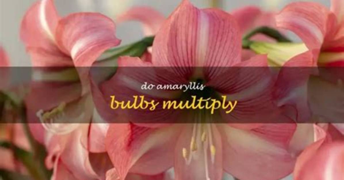 Will Amaryllis Bulbs Multiply?