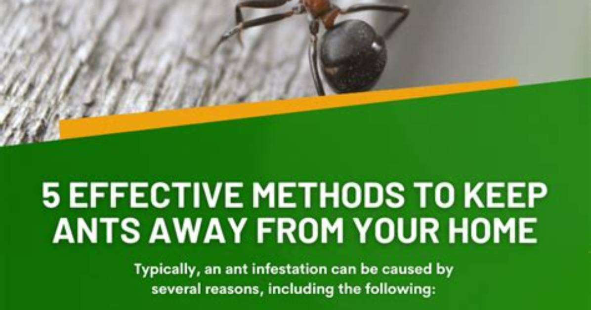 Will Ammonia Keep Ants Away