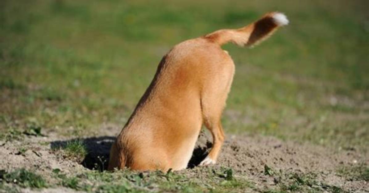 Will Ammonia Stop Dogs from Digging?