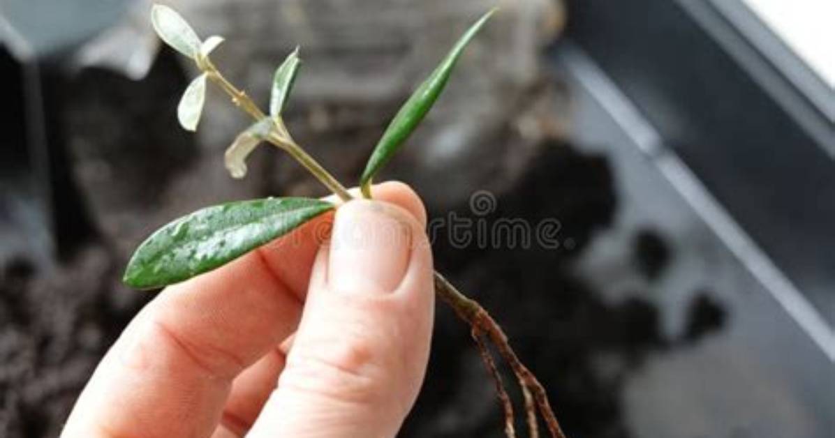 Will an Olive Branch Root?