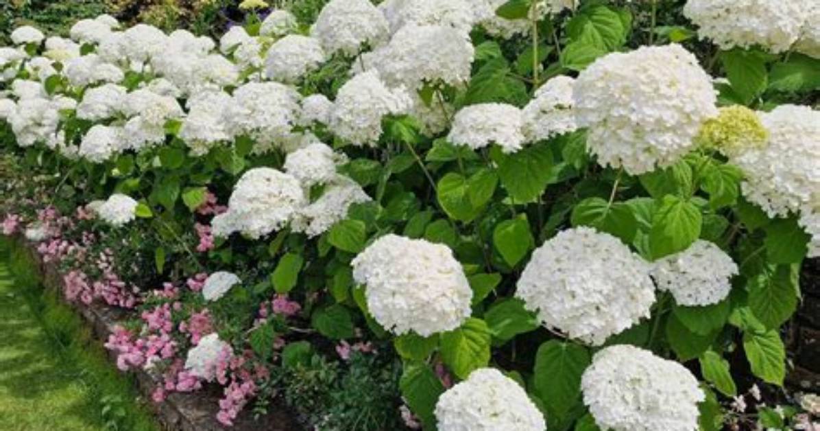 Will Annabelle Hydrangea Rebloom?